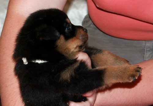 Regio Rottweiler Pedigri Mascotas Saint Daniel 10