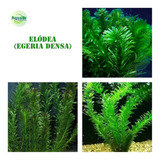 Elodea  Egeria Densa 15 Ramos  Linda Planta Aquario Plantado