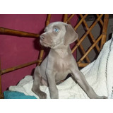 Cachorros Weimaraner En Córdoba. Envios