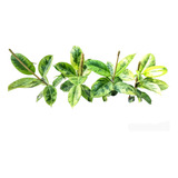 Ficus Elástica Colección- Gomero - Ruby - Variegado - Lemon