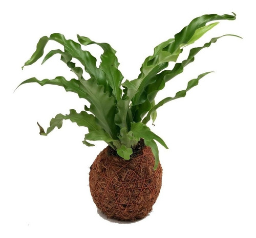 Kokedama Nido De Ave 