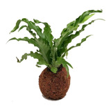 Kokedama Nido De Ave 