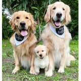 Veni A Conocer Nuestros Cachorros Golden Retriever Puros