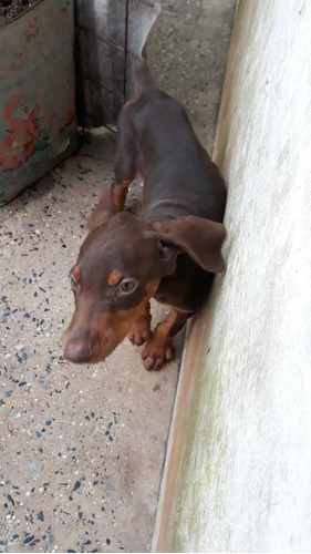 Filhotes De Cães Doberman Já Vacinados