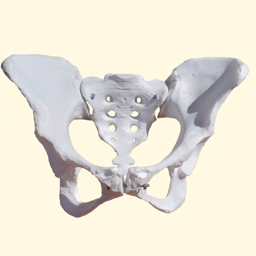 Huesos Didácticos En 3d Plástico Pelvis + Coxofemoral