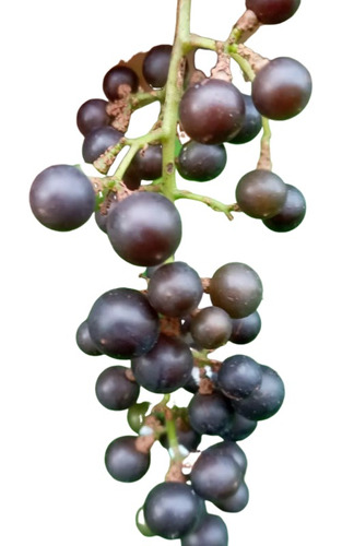 10 Semillas De Uva Silvestre