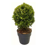 Muda Grande Buxus Buxinho Natural Produtor 40cm Boca Da Mata