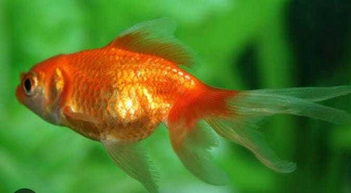 5 Peixes Dourado Ou Japonês O Mais Tradicional No Aquarismo 