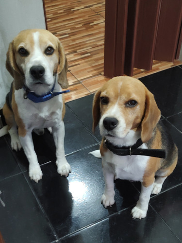 Hermosos Cachorros Beagle Tricolor!!!
