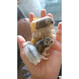 Hamster Anão Russo (variedades De Cores)