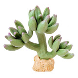 Enfeite Soma De Silicone P/ Aquário Cactus (076514) - Un
