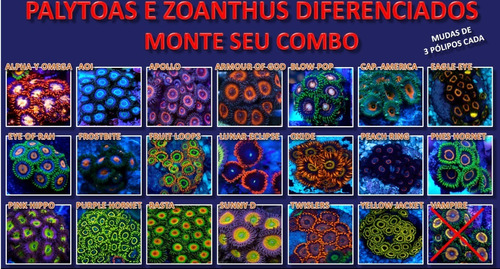  Combo De 10 Mudas De Zoanthus E Palythoas Diferenciadas