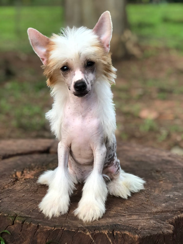 Cão De Crista Chinês