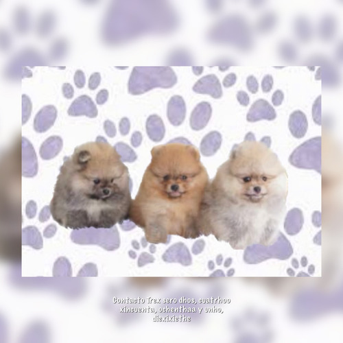 Bellos Y Dorables Pomerania Care Osos Tipo Rusos