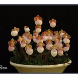 Orquídea Paphiopedilum Sapatinho Flor Exótica 10 Sementes