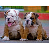 Bulldog Ingles Con Pedigree Azul Chip Tatuaje