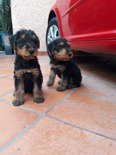Cachorros Airedale Terrier