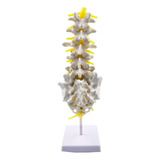 Modelo De Columna Vertebral Humana Con 5 Vértebras Lumbares