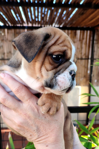 Cachorro Bulldog Ingles Exótico Hijo De Russo Lilac