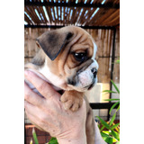 Cachorro Bulldog Ingles Exótico Hijo De Russo Lilac