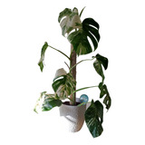 Tutor De Musgo Para Plantas 30 Cm Blanco / Moss Pole 