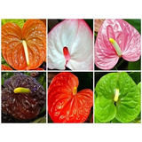 30 Semillas De Anthurium  Colores Surtidos  