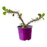 Euphorbia Milii