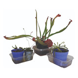 Plantas Carnivoras Venus Atrapa Moscas Droseras Serrasenias