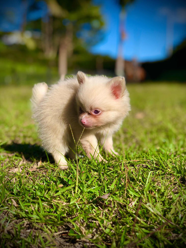 Pomerania Albina Hembra Mini Exótica