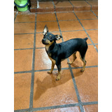 Cachorro Pincher Macho 6 Meses - Liquido X Viaje