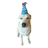 Glow Pups Gorro De Peluche Azul De Cumpleaños Para Perros Qu