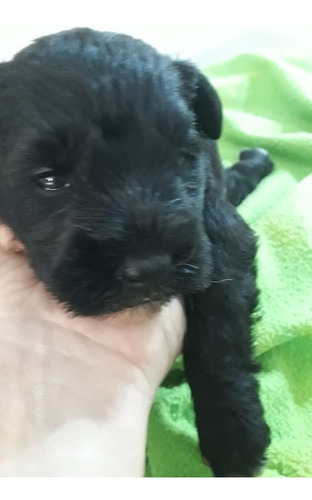 Schnauzer Mini Negro Calientito Lidia Sico