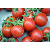 100 Semillas De Tomate Cherry - Solanum Lycopersicum C. 425