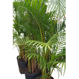 Palmera Areca ( Hermosos Ejemplares)