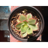 Suculenta Aeonium Haworthii Kiwi.