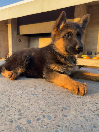 Camada Cachorros Pastor Aleman Inscritos