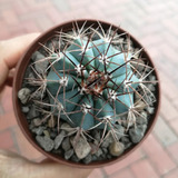 Cactus Colección 