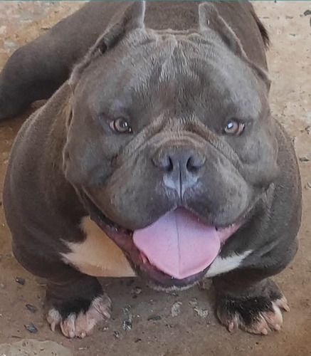 Venda American Bully - Filhotes De Março De 2024