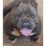 Venda American Bully - Filhotes De Março De 2024