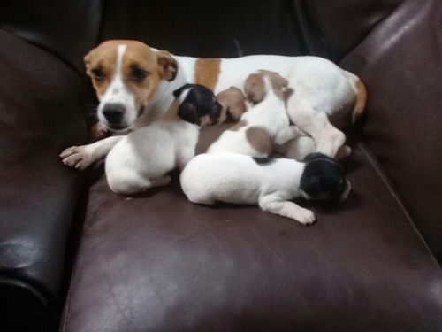 Cachorros Jack Russell Hembras