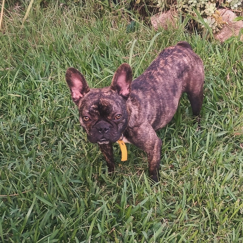 Cachorra 1 Año Bulldog Francés 