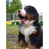 Perros Cachorros Bernés De La Montaña Boyero De Bernes Puppy