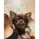 Filhote Chihuahua Com Pedigree