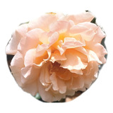 Último Rosal Trepador Gigante + 2mt Color Salmón Rosa Suave