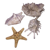 Coleccion De Caracoles Y Coral 
