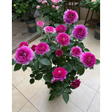 Rosal Japonés Sheherazad Rose  Exotico Raro 35cm Aprox 