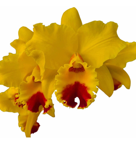 Muda De Orquídea Dourada Blc. Nobile's Golden Top Promoção