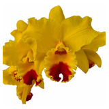 1 Muda De Orquídea Blc. Nobile's Golden Top '' Muda Jovem ''