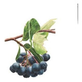 Maqui / Aristotelia Chilensis Árbol Frutal