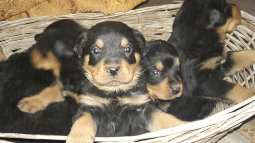 Rotweiller Cachorros Imperial Pets